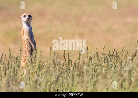 Il Botswana, Kgalagadi Parco transfrontaliero, Kalahari Meerkat guardando, Suricata suricatta Foto Stock