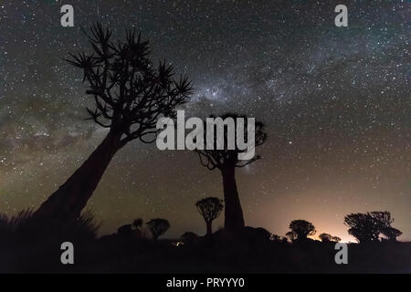 Africa, Namibia, Keetmanshoop, Quiver Tree Forest di notte, la via lattea Foto Stock