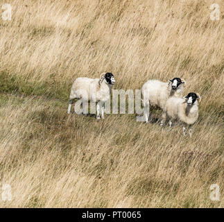 Tre pecore bianche in un campo Foto Stock