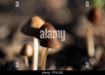 Piccoli funghi marrone crescente sul suolo della foresta. Close up di funghi. Foto Stock