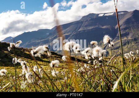 Campo di erba di cotone in una valle circondata da montagne nei pressi di Akureyri e Sulur, Islanda Foto Stock