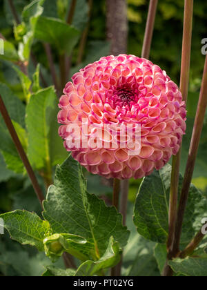 Unico 'Burlesca' Fiore Dahlia, Derbyshire, England, Regno Unito Foto Stock