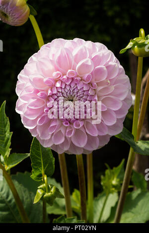 Single 'Megan Dean' Fiore Dahlia, Derbyshire, England, Regno Unito Foto Stock