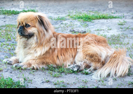 Pekingese dog sdraiati sull'erba in strada Foto Stock