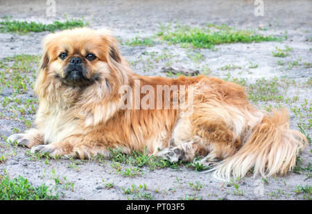 Pekingese dog sdraiati sull'erba in strada Foto Stock