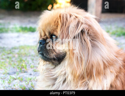 Ritratto di un bel cane pekingese sulla strada Foto Stock