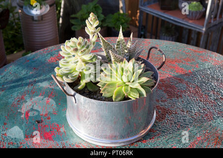 Giardino con piante di cactus e Succulents e sempervivum coltivate in vecchie pentole riciclate e riadattate contenitori insoliti su tavolo esterno RHS UK Foto Stock