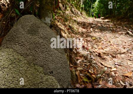 Un tumulo termite accanto alla pista a piedi, Dalrymple gap, QLD, Australia Foto Stock