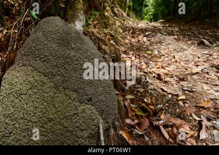 Un tumulo termite accanto alla pista a piedi, Dalrymple gap, QLD, Australia Foto Stock