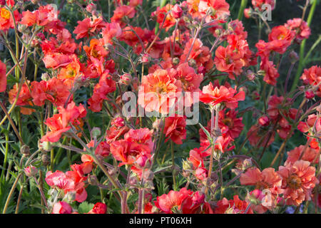 Geum 'Scarlet Tempest' Foto Stock