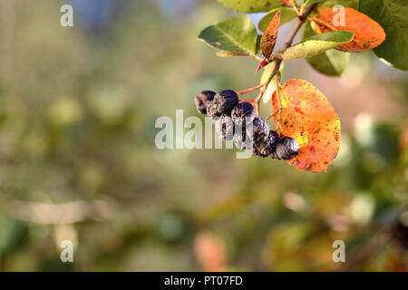 Il ramo di ripe chokeberry oltre autunno sfondo sfocato. Frutti di black rowan in ambiente di rosso arancione verde le foglie in autunno close up con copia s Foto Stock