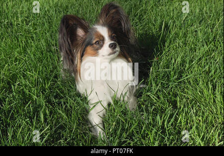 Bello cane Papillon giace sul prato verde e guarda Foto Stock