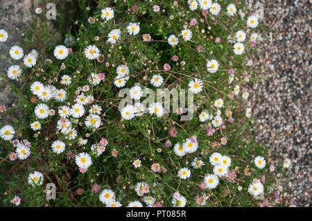 Erigeron karvinskianus noto anche come fleabane messicano Latin American fleabane Santa Barbara spagnolo daisy daisy fleabane Karwinskys o punta ossea fleaba Foto Stock