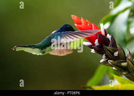 Un collo bianco alimentazione giacobina sull'esotico Bromeliad fiore. Foto Stock