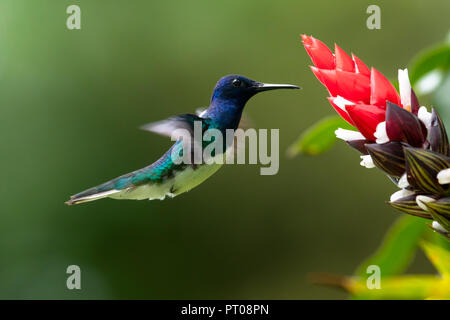 Un collo bianco alimentazione giacobina sull'esotico Bromeliad fiore. Foto Stock