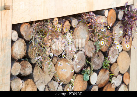 Eco Wildlife friendly Garden con insetto hotel muro habitat Erigeron karvinskianus margherite messicano fleabane crescita in tronchi memorizzati per l'inverno UK Foto Stock