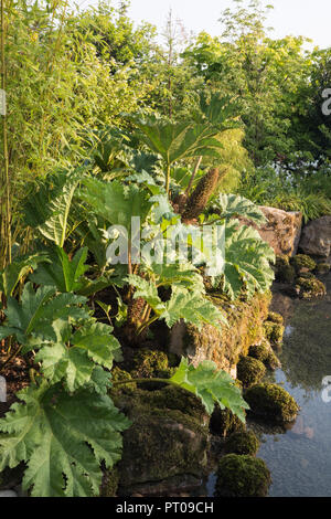 Acqua di stagno includono nel giardino in stile Giapponese con moss coperto di massi, Gunnera manicata, Phyllostachys aurea bambù, a uno con un giardino per la Meditazione Foto Stock