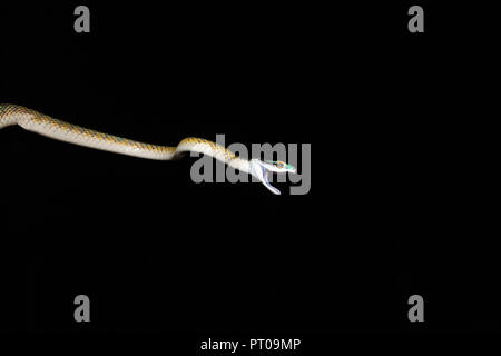 Comune di serpente pappagallo di notte sulla struttura ad albero Foto Stock