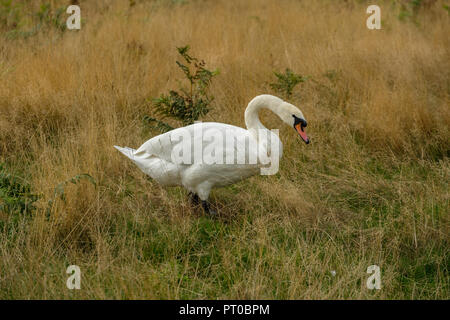 Cigno Cygnus olor Foto Stock
