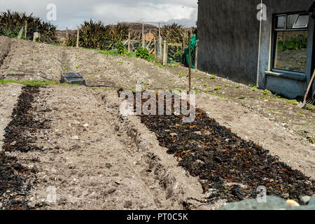 Irlanda, Connemara, Inishboffin isola, Inis Bo Finne (Isola della vacca Bianca) giace a sette miglia fuori della Galway Coast. L'isola è 5.7km da 4km. Foto Stock