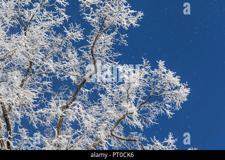 Un albero con il bianco congelati rami dal basso nella parte anteriore del cielo blu. Foto Stock