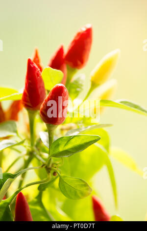 Chili Peppers closeup. piccolo impianto piccante. sfondo sfocato Foto Stock