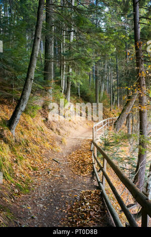 Passeggiata intorno al lago di Synevyr parco nazionale in autunno il fogliame caduto e staccionata in legno lungo il percorso. Foto Stock