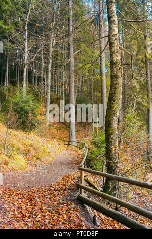 Passeggiata intorno al lago di Synevyr parco nazionale in autunno il fogliame caduto e staccionata in legno lungo il percorso. Foto Stock