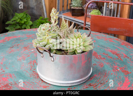 Giardino con piante di cactus e Succulents e sempervivum coltivate in vecchie pentole riciclate e riadattate contenitori insoliti su tavolo esterno RHS UK Foto Stock