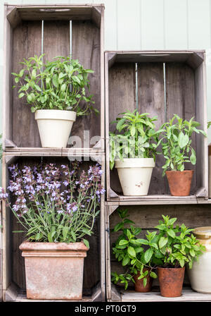 Piccolo giardino con cotto antico e vasi smaltati piantati con erbe, salvia, menta, basilico, camomilla, Esposto in vecchie casse di legno della mela, Regno Unito di estate Foto Stock