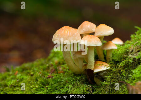 Un cluster di zolfo ciuffo (Hypholoma fasciculare) funghi al Beacon Hill di legno in Mendip Hills, Somerset, Inghilterra. Noto anche come cluster di Woodlover. Foto Stock