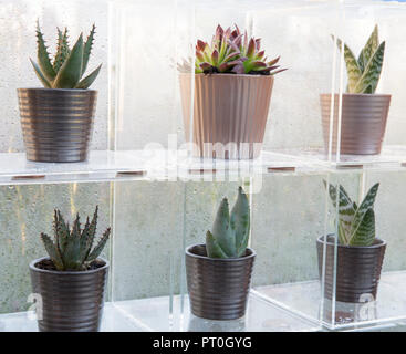 Scatole di Perspex che espongono una collezione di piante succulente crescente in ceramica vasi per piante, Sempervivum, Aloe 'Paradisicum', a casa, crescere, mangiare e rilassarsi, RHS Ma