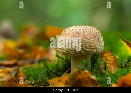 Un Blusher immaturi (Amanita rubescens) funghi nel battente di lettiera e moss di Beacon Hill di legno in Mendip Hills, Somerset, Inghilterra. Foto Stock