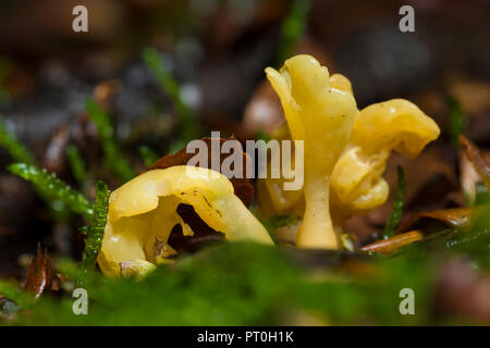 Ventola di giallo (Spathularia flavida) funghi che crescono su di un suolo della foresta. Noto anche come fata ventola. Legno Stockhill, Somerset, Inghilterra. Foto Stock