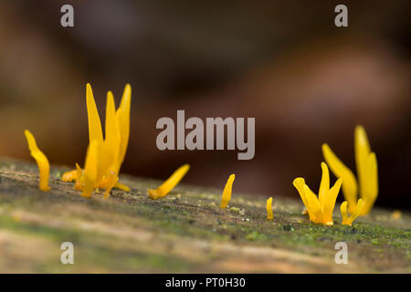 Piccolo Stagshorn (Calocera viscosa) jelly funghi che crescono su un marciume log in bosco. Stockhill legno, SSomerset, Inghilterra. Foto Stock