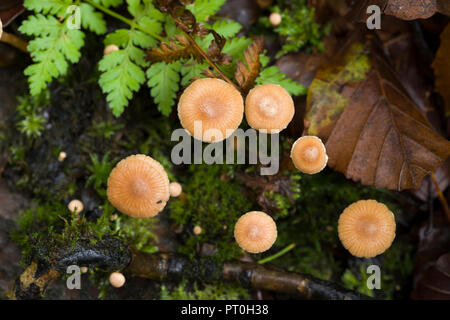 Scurfy Twiglet (Tubaria furfuracea) funghi che crescono sul legno in decadimento sul suolo della foresta. Legno Stockhill, Somerset, Inghilterra. Foto Stock