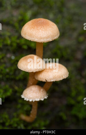 Scurfy Twiglet (Tubaria furfuracea) funghi che crescono sul legno in decadimento sul suolo della foresta. Legno Stockhill, Somerset, Inghilterra. Foto Stock