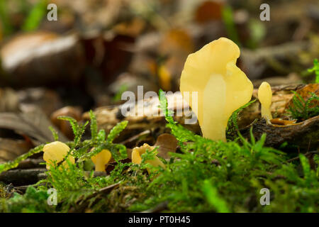 Ventola di giallo (Spathularia flavida) funghi che crescono su di un suolo della foresta. Noto anche come fata ventola. Legno Stockhill, Somerset, Inghilterra. Foto Stock