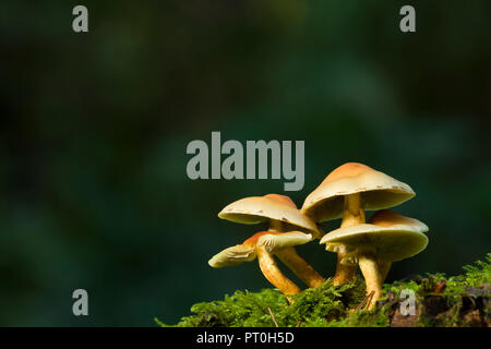 Un cluster di zolfo ciuffo (Hypholoma fasciculare) FUNGHI a Stockhill legno in Mendip Hills, Somerset, Inghilterra. Noto anche come cluster di funghi Woodlover. Foto Stock