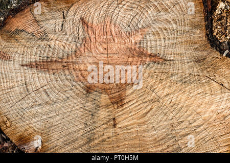 Tagliare un albero con un nucleo a forma di stella di Davide. Sfondo di legno. Il conteggio delle età dell'albero. Foto Stock