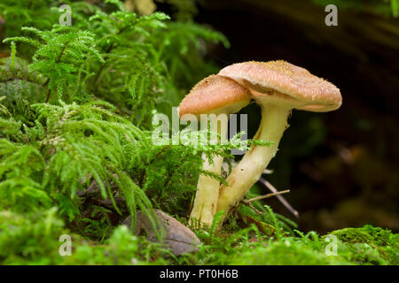 Miele immaturi (fungo Armillaria mellea) funghi che crescono su un marciume log in bosco. Goblin Combe, North Somerset, Inghilterra. Foto Stock