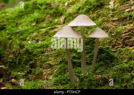 Una truppa di comune cofano (Mycena galericulata) funghi su un log. Goblin Combe, North Somerset, Inghilterra. Foto Stock