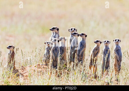 Il Botswana, Kgalagadi Parco transfrontaliero, il Kalahari, Meerkats, Suricata suricatta Foto Stock