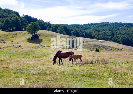 Mare con il puledro in Montenegro Foto Stock