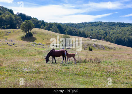 Mare con il puledro in Montenegro Foto Stock