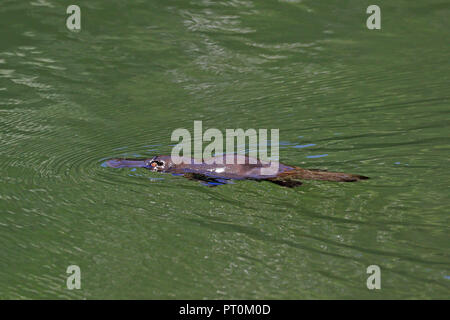 Duck-fatturati ornitorinchi nel lontano Nord Queensland Australia Foto Stock