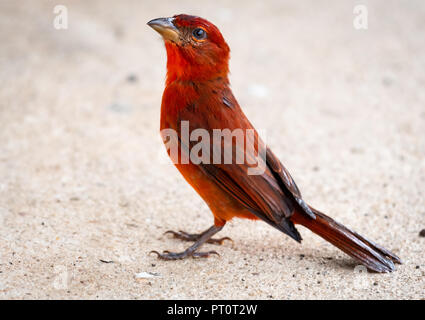 Primo piano di un Tanager epatico maschio tropicale in piedi sul terreno Foto Stock