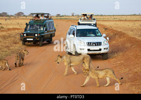 Parco nazionale orientale di tsavo, Kenya, Africa - 25 febbraio 2018: un orgoglio dei leoni attraversare una via e arresto di jeep safari Foto Stock