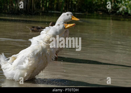 Bianco pesante Pekin anatre (Anas platyrhynchos domesticus) agitando acqua piume off Foto Stock