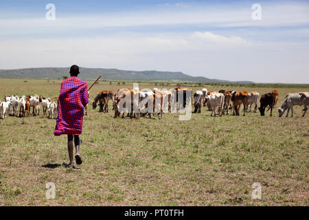 Il Masai Mara riserva nazionale, Kenya, Africa: Maasai pastore alla guida del suo bestiame attraverso la savana in Naboisho Conservanc Foto Stock